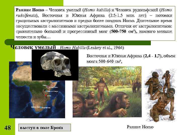 Ранние homo. Человек умелый (homo habilis, homo rudolfensis) основные занятия человека. Homo habilis объем мозга. Человек умелый, человек рудольфский. Череп человека умелого описание.