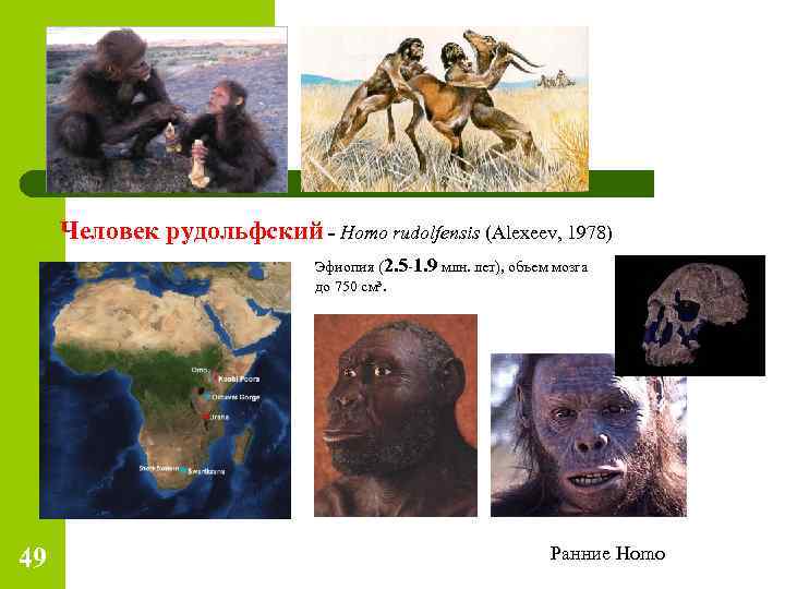 Человек рудольфский - Homo rudolfensis (Alexeev, 1978) Эфиопия (2. 5 -1. 9 млн. лет),
