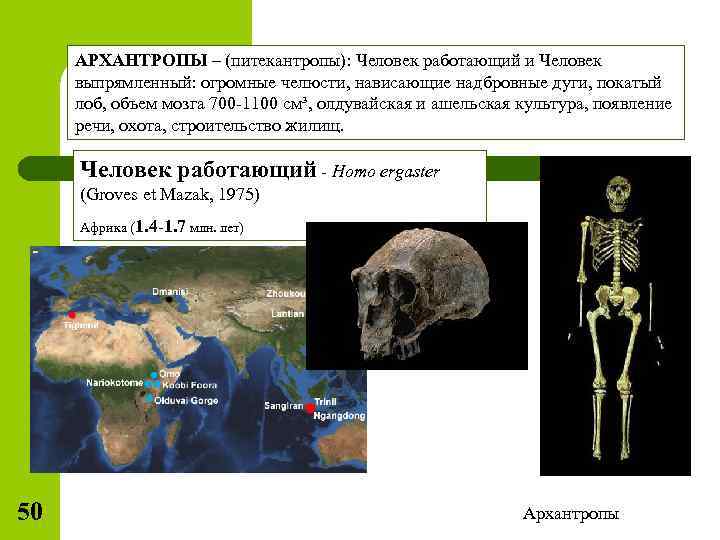 АРХАНТРОПЫ – (питекантропы): Человек работающий и Человек выпрямленный: огромные челюсти, нависающие надбровные дуги, покатый