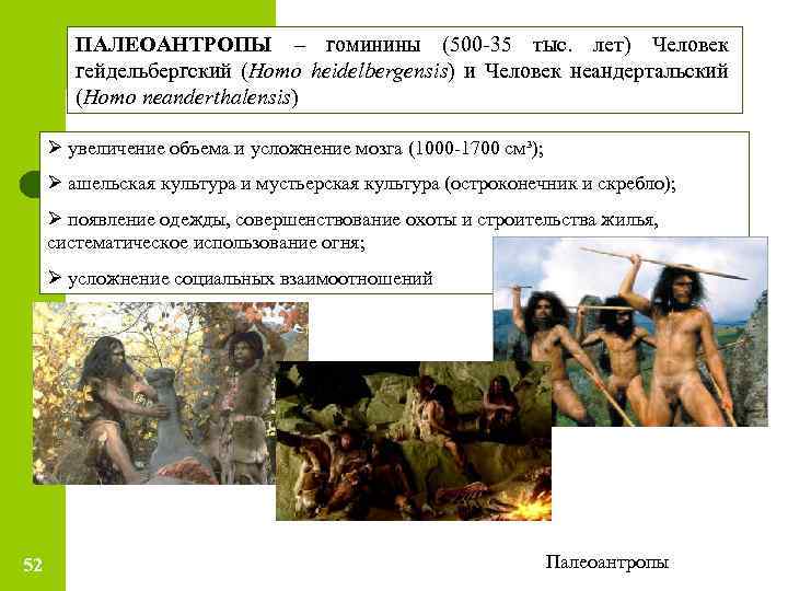 ПАЛЕОАНТРОПЫ – гоминины (500 -35 тыс. лет) Человек гейдельбергский (Homo heidelbergensis) и Человек неандертальский