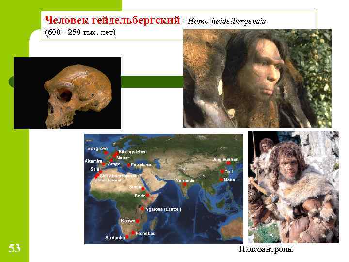 Человек гейдельбергский - Homo heidelbergensis (600 - 250 тыс. лет) 53 Палеоантропы 
