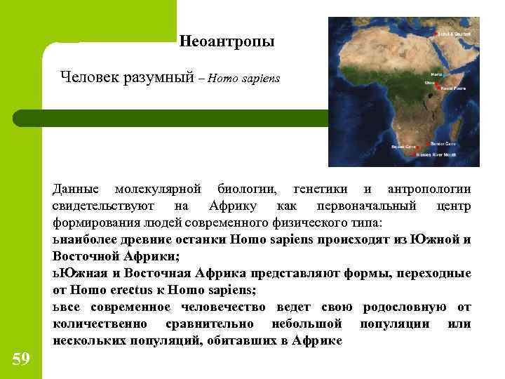 Неоантропы Человек разумный – Homo sapiens Данные молекулярной биологии, генетики и антропологии свидетельствуют на