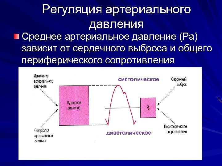 Регуляция артериального давления Среднее артериальное давление (Ра) зависит от сердечного выброса и общего периферического