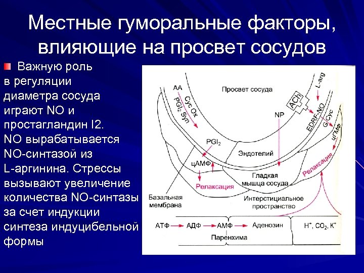 Просвет сосудов. Местная регуляция просвета сосудов. Факторы влияющие на сосуды. Местные и гуморальные факторы. Гуморальные факторы.