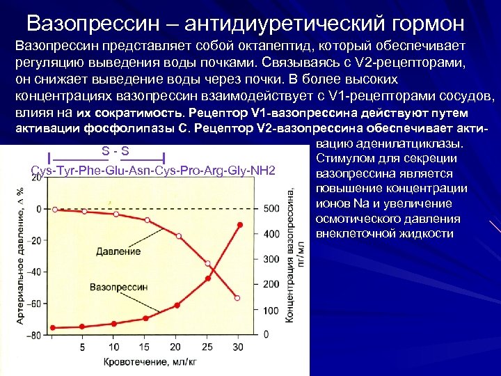 Вазопрессин – антидиуретический гормон Вазопрессин представляет собой октапептид, который обеспечивает регуляцию выведения воды почками.