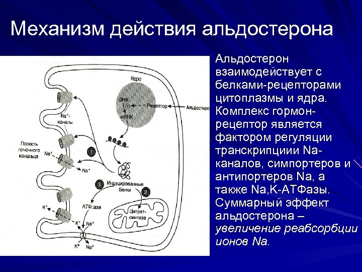 Механизм действия альдостерона схема