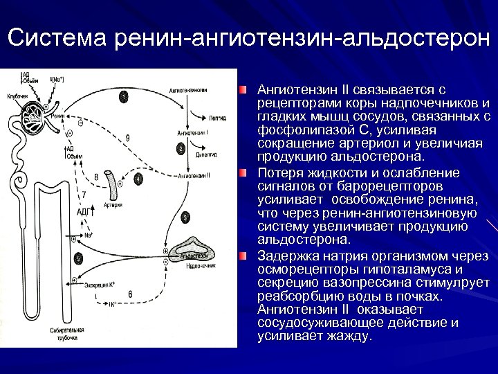 Кору рецепторы. РААС альдостерон. 2. Ренин-ангиотензин-альдостероновая система.. Ренин ангиотензин 2 альдостерон. Роль системы ренин-ангиотензин-альдостерон..