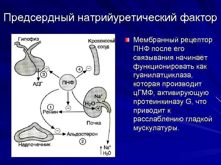 Пептиды 32. Схема действия натрийуретического гормона. Механизм действия натрийуретического пептида. Механизм действия натрийуретического предсердного гормона. Предсердный натрийуретический пептид механизм действия.