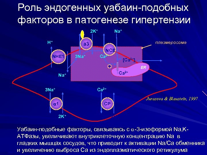 Роль эндогенных уабаин-подобных факторов в патогенезе гипертензии 2 K+ H+ Na+ плазмеросома a 3