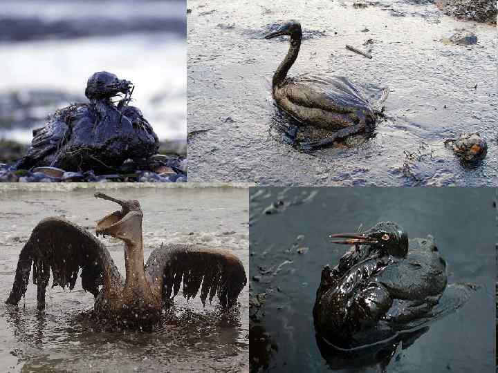 Последствия загрязнения воды картинки