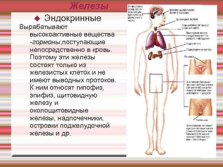 Вещества вырабатывающиеся железами внутренней секреции