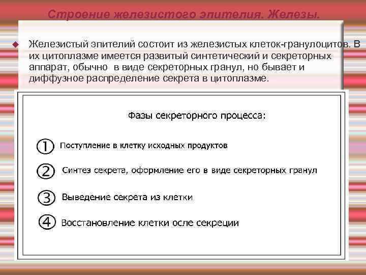 Строение железистого эпителия. Железы. Железистый эпителий состоит из железистых клеток-гранулоцитов. В их цитоплазме имеется