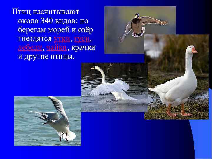  Птиц насчитывают около 340 видов: по берегам морей и озёр гнездятся утки, гуси,