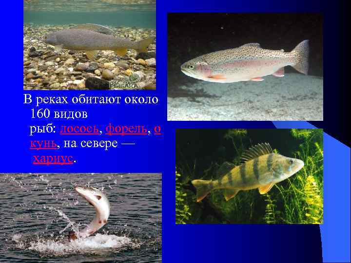  В реках обитают около 160 видов рыб: лосось, форель, о кунь, на севере