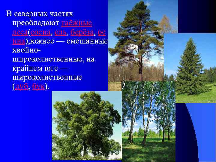  В северных частях преобладают таёжные леса(сосна, ель, берёза, ос ина), южнее — смешанные