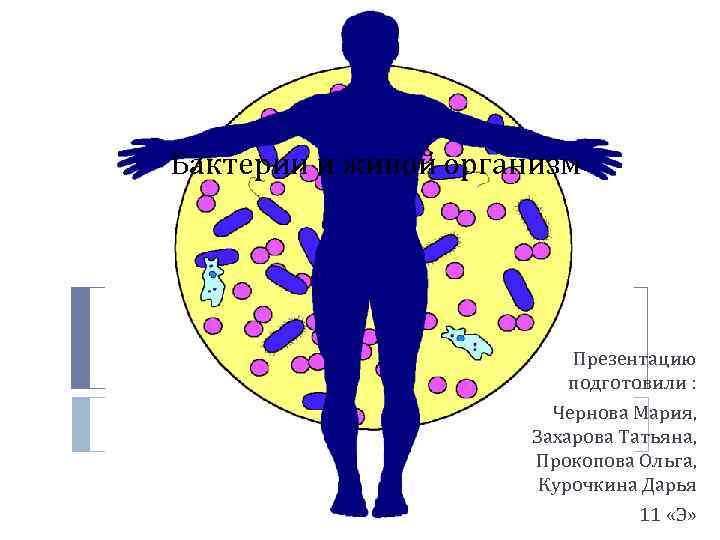 Бактерии и живой организм Презентацию подготовили : Чернова Мария, Захарова Татьяна, Прокопова Ольга, Курочкина