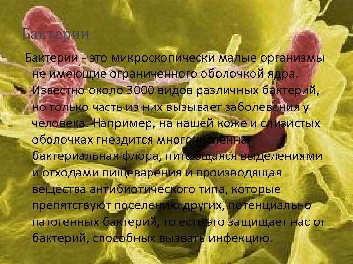 Бактерии - это микроскопически малые организмы не имеющие ограниченного оболочкой ядра. Известно около 3000