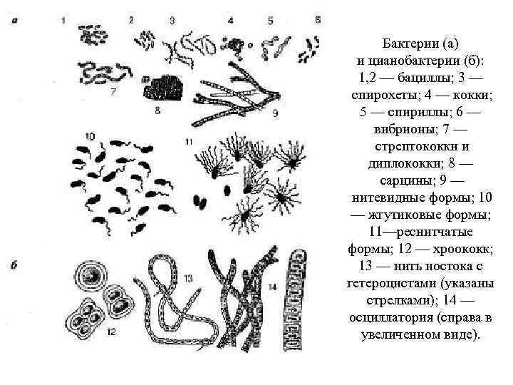 Бактерии (а) и цианобактерии (б): 1, 2 — бациллы; 3 — спирохеты; 4 —