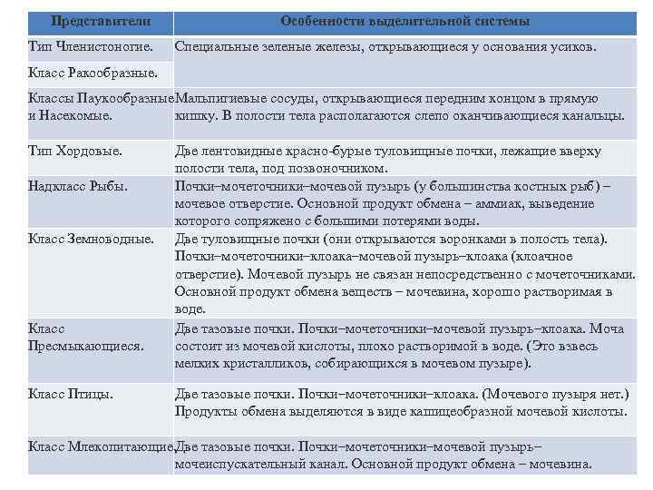 Представители Тип Членистоногие. Особенности выделительной системы Специальные зеленые железы, открывающиеся у основания усиков. Класс