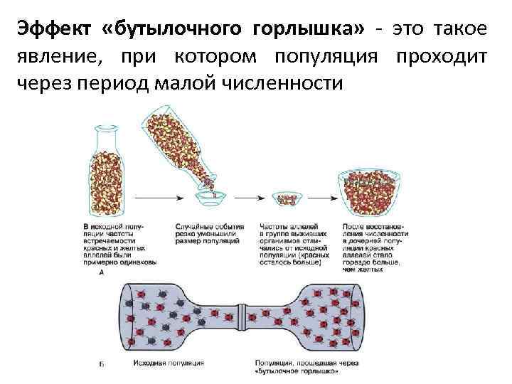 Эффект «бутылочного горлышка» - это такое явление, при котором популяция проходит через период малой