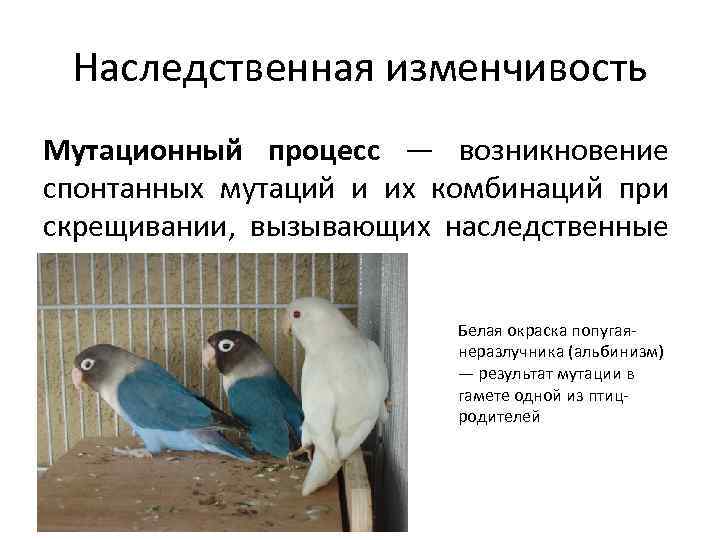 Наследственная изменчивость Мутационный процесс — возникновение спонтанных мутаций и их комбинаций при скрещивании, вызывающих