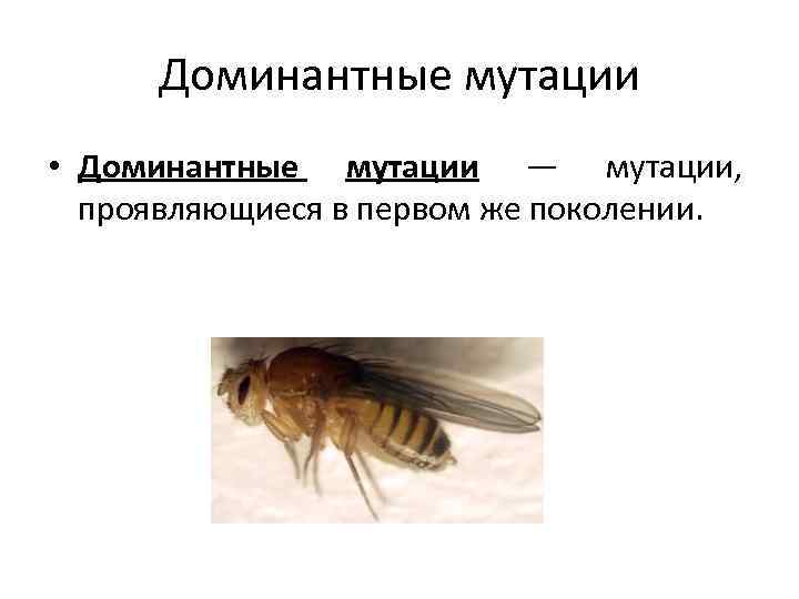 Доминантные мутации • Доминантные мутации — мутации, проявляющиеся в первом же поколении. 