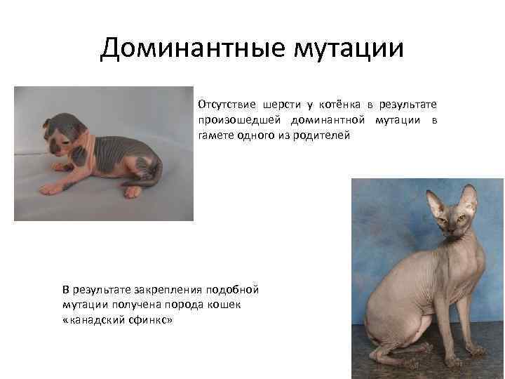 Доминантные мутации Отсутствие шерсти у котёнка в результате произошедшей доминантной мутации в гамете одного