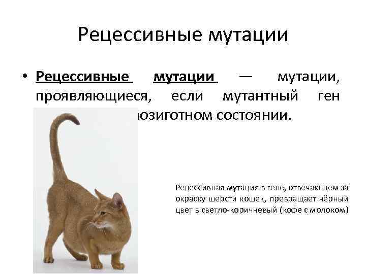 Рецессивные мутации • Рецессивные мутации — мутации, проявляющиеся, если мутантный ген окажется в гомозиготном