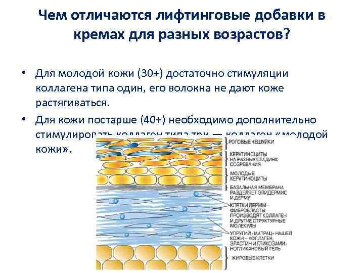 Чем отличаются лифтинговые добавки в кремах для разных возрастов? • Для молодой кожи (30+)