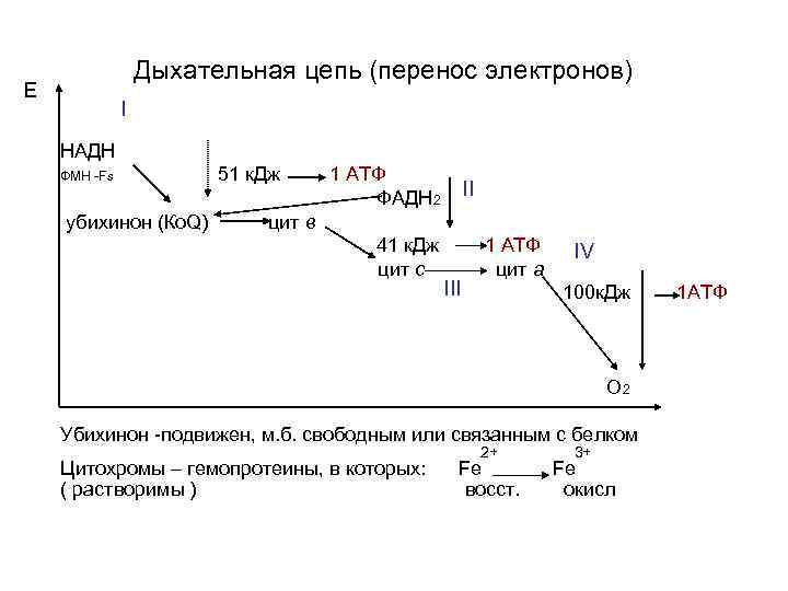 Дыхательная цепь (перенос электронов) Е I НАДН ФМН -Fs убихинон (Ко. Q) 51 к.
