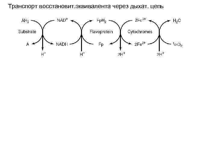 Транспорт восстановит. эквивалента через дыхат. цепь 