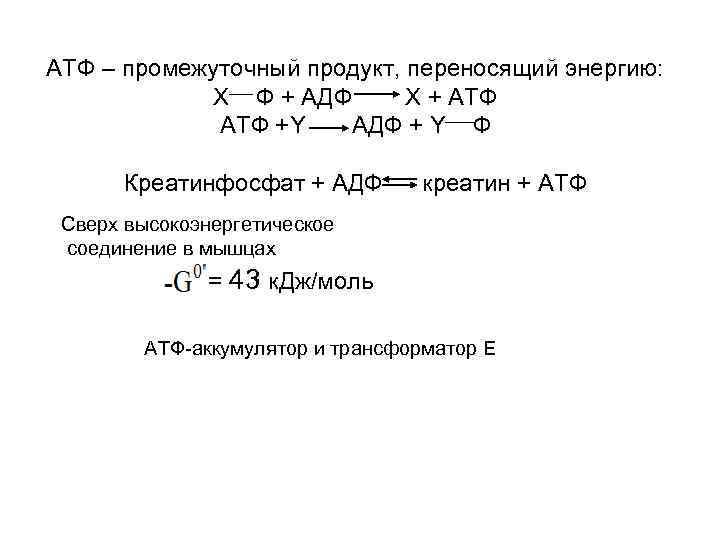 АТФ – промежуточный продукт, переносящий энергию: Х Ф + АДФ Х + АТФ +Y