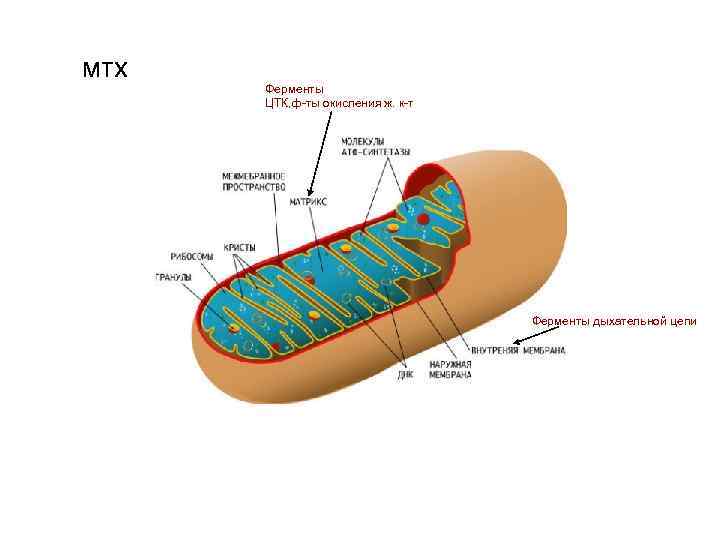 мтх Ферменты ЦТК, ф-ты окисления ж. к-т Ферменты дыхательной цепи 