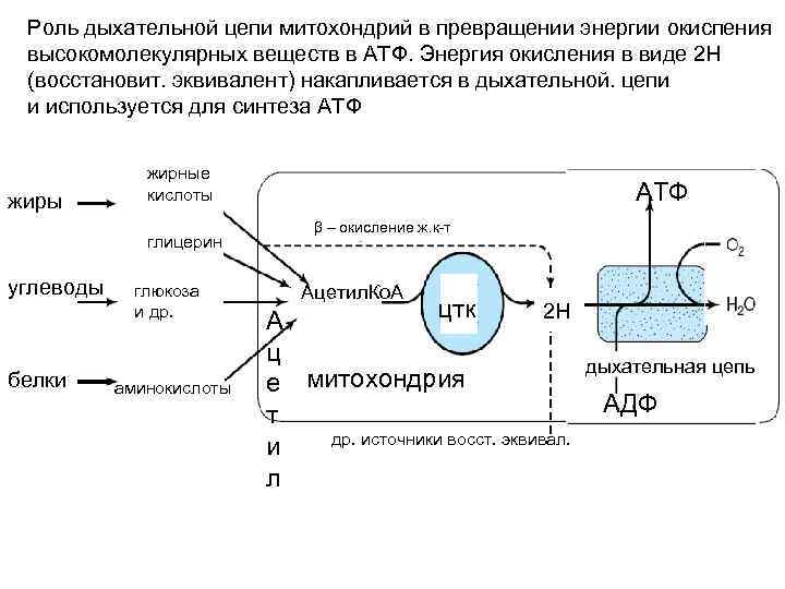 Синтез атф кислоты. Цепь переноса электронов в митохондриях схема. Механизм образования АТФ дыхательной цепи. Структура дыхательной цепи митохондрий. Дыхательная цепь митохондрий роль.