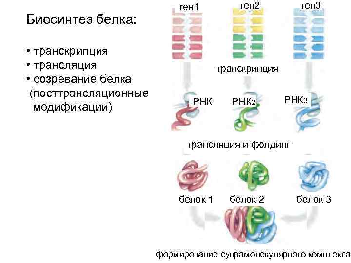 Биосинтез белка: • транскрипция • трансляция • созревание белка (посттрансляционные модификации) ген 1 ген