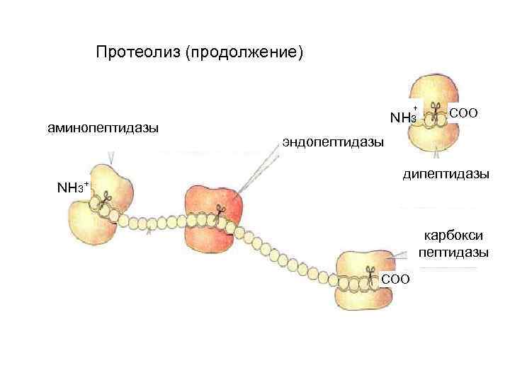 Протеолиз (продолжение) + аминопептидазы NH 3+ NH 3 CОО эндопептидазы дипептидазы карбокси пептидазы CОО