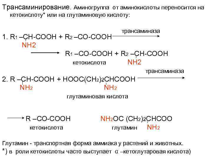 Обмен пировиноградной кислоты