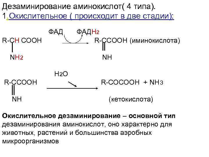 Дезаминирование аминокислот( 4 типа). 1. Окислительное ( происходит в две стадии): ФАДН 2 R-CH