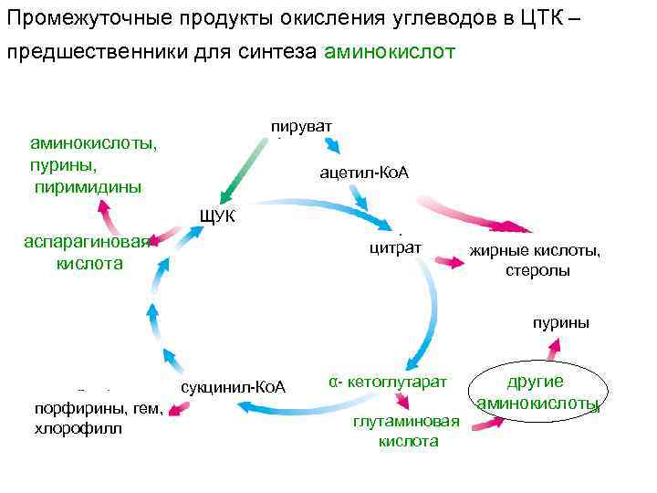 Промежуточные продукты окисления углеводов в ЦТК – предшественники для синтеза аминокислот пируват аминокислоты, пурины,