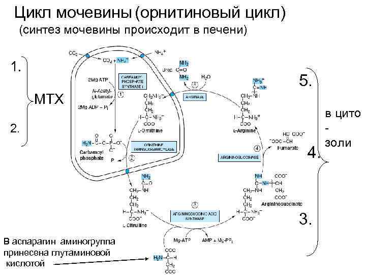 Орнитиновый цикл реакции