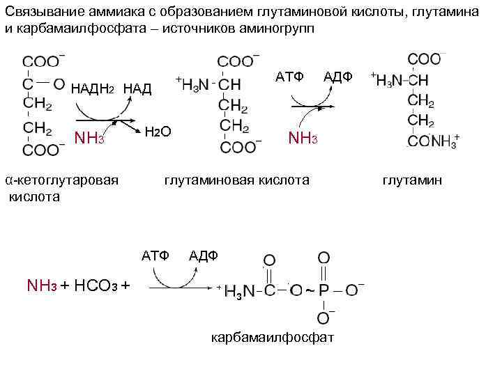 Обмен кислот