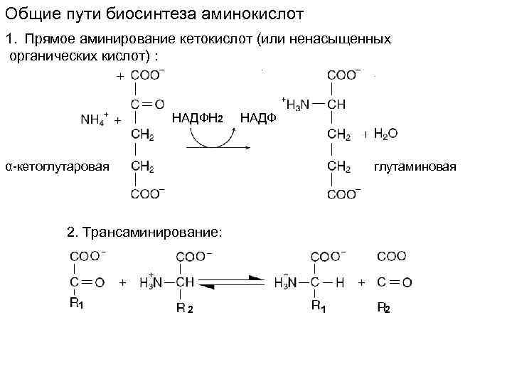 Общие пути биосинтеза аминокислот 1. Прямое аминирование кетокислот (или ненасыщенных органических кислот) : НАДФН