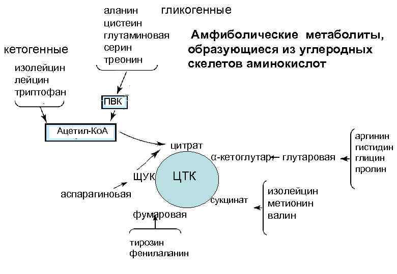 Кетогенные аминокислоты. Метаболическое превращение аминокислот схема. Метаболизм преобразования аминокислот. Специфический путь катаболизма Глюкозы. Метаболизм пировиноградной кислоты биохимия.