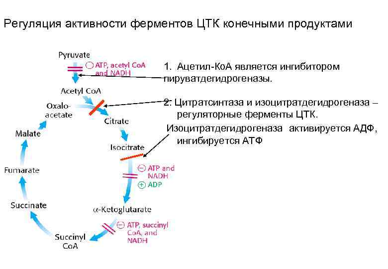 Регуляция активности ферментов ЦТК конечными продуктами 1. Ацетил-Ко. А является ингибитором пируватдегидрогеназы. 2. Цитратсинтаза