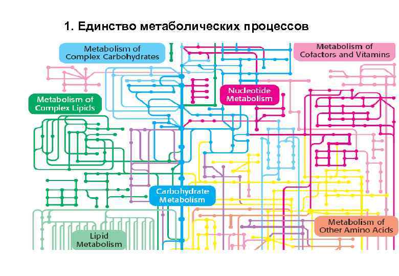 1. Единство метаболических процессов 