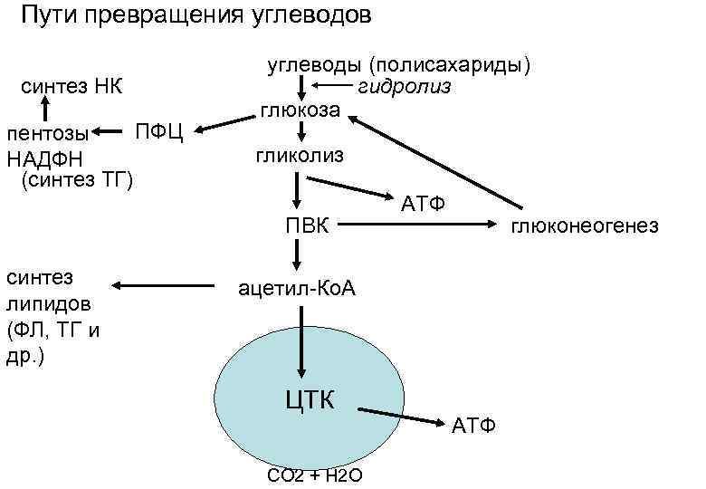 Пути превращения углеводов синтез НК ПФЦ пентозы НАДФН (синтез ТГ) углеводы (полисахариды) гидролиз глюкоза