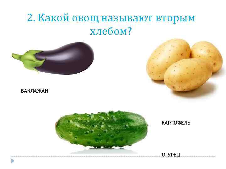 2. Какой овощ называют вторым хлебом? БАКЛАЖАН КАРТОФЕЛЬ ОГУРЕЦ 
