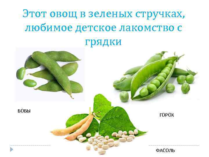 Этот овощ в зеленых стручках, любимое детское лакомство с грядки БОБЫ ГОРОХ ФАСОЛЬ 