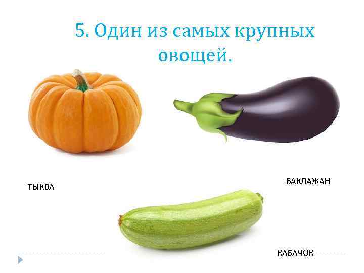 5. Один из самых крупных овощей. ТЫКВА БАКЛАЖАН КАБАЧОК 