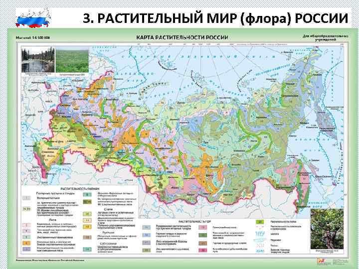 3. РАСТИТЕЛЬНЫЙ МИР (флора) РОССИИ 